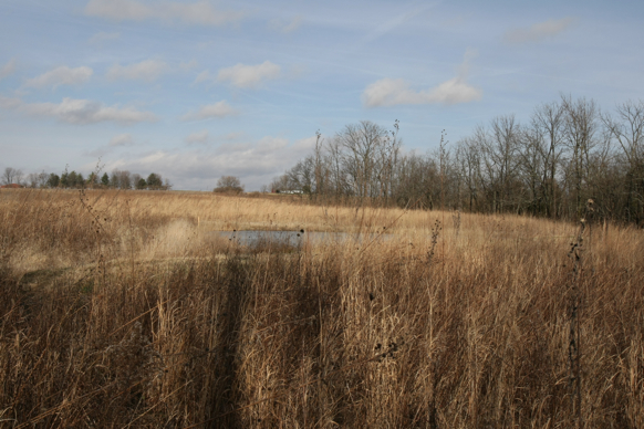 Full Size Image = 1870 K