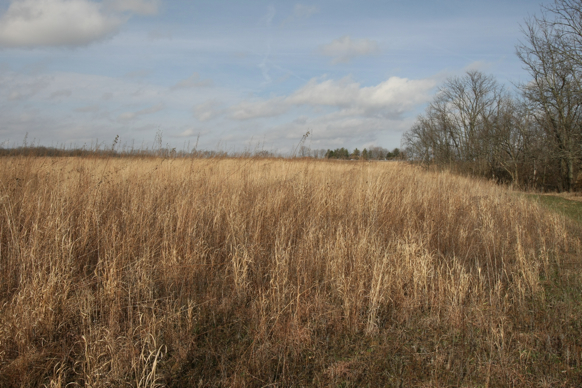 Full Size Image = 2106 K