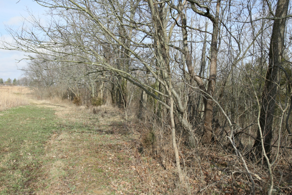 Full Size Image = 2918 K