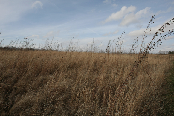 Full Size Image = 1814 K