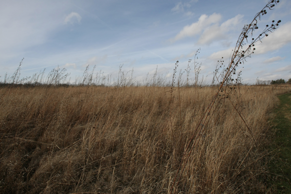 Full Size Image = 1793 K