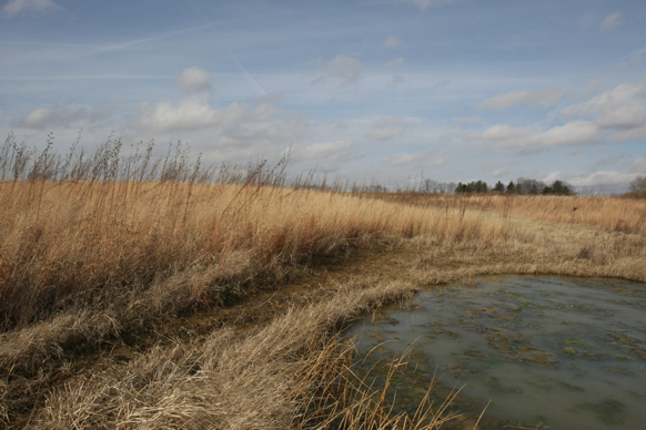 Full Size Image = 1710 K