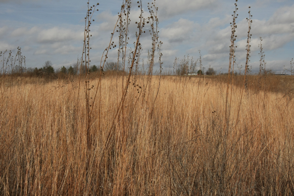 Full Size Image = 2092 K