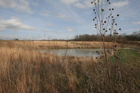 Full Size Image = 1859 K