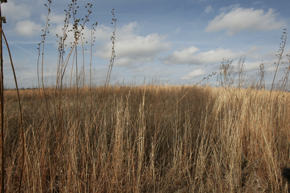 Full Size Image = 2015 K