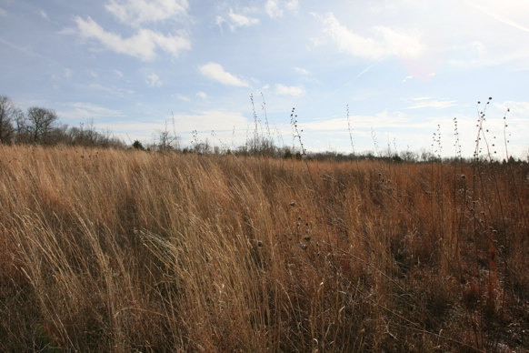 Full Size Image = 1842 K