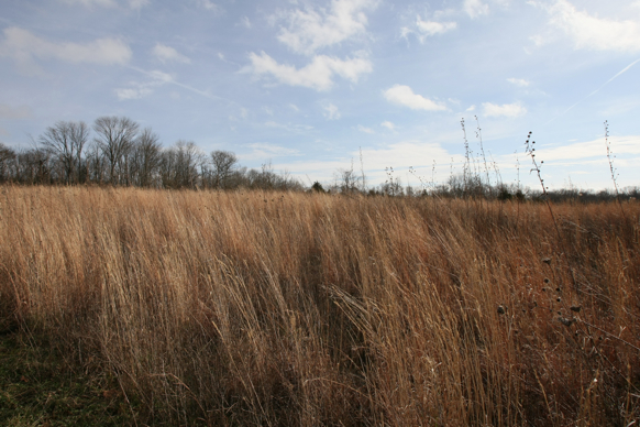 Full Size Image = 1947 K