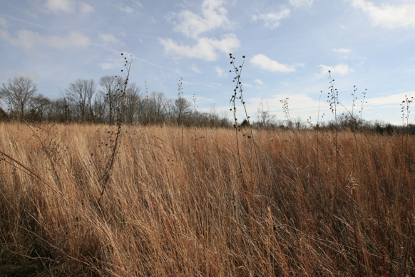 Full Size Image = 2096 K