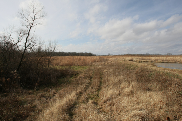 Full Size Image = 1815 K