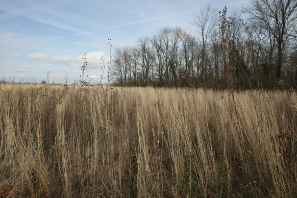 Full Size Image = 2259 K