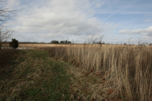 Full Size Image = 1767 K