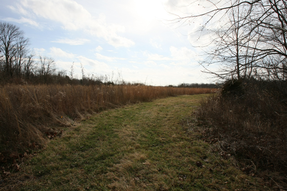 Full Size Image = 2037 K