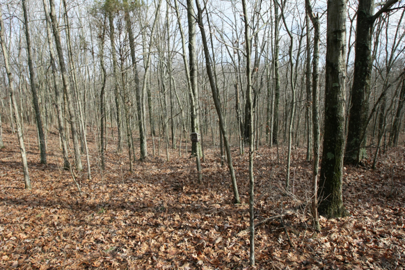 Full Size Image = 3073 K