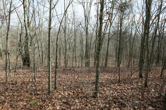 Full Size Image = 3051 K