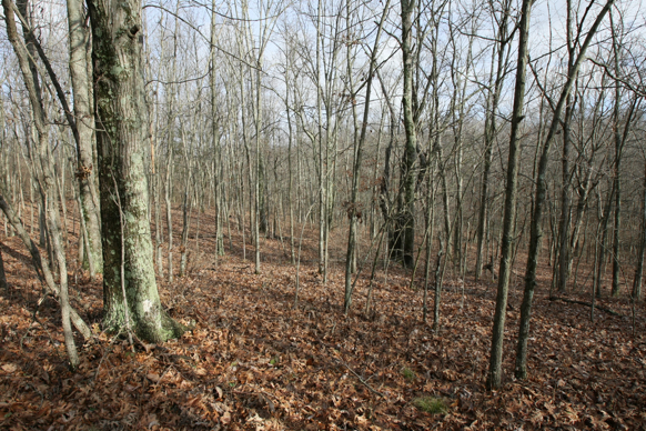 Full Size Image = 2981 K