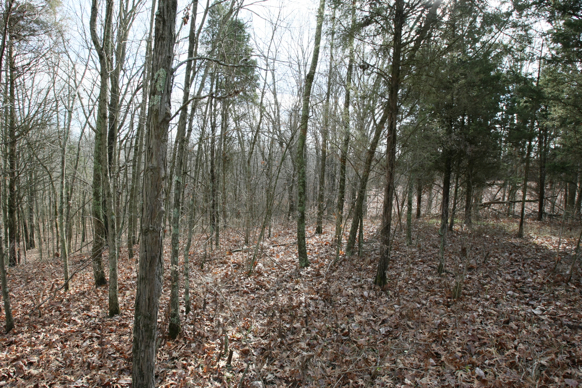 Full Size Image = 2941 K