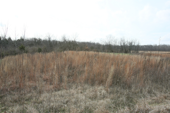 Full Size Image = 1822 K