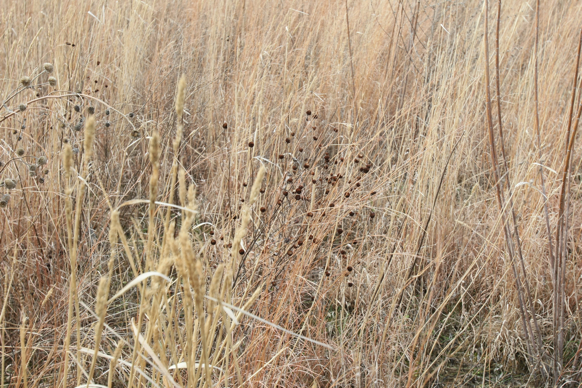 Full Size Image = 2429 K