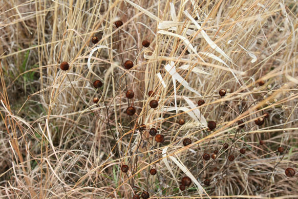 Full Size Image = 1813 K