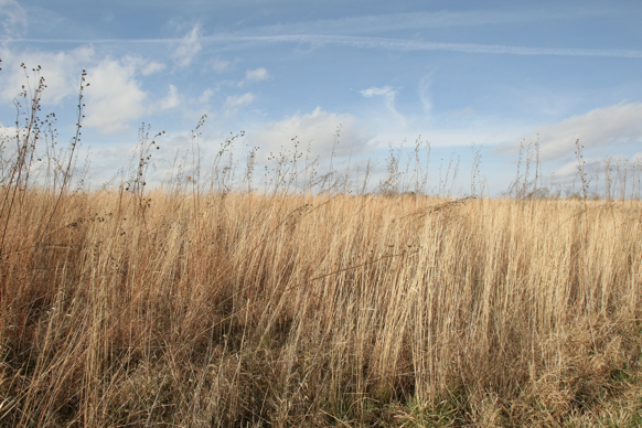 Full Size Image = 2210 K