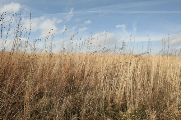 Full Size Image = 2272 K