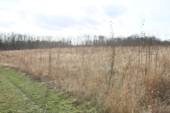 Full Size Image = 2107 K