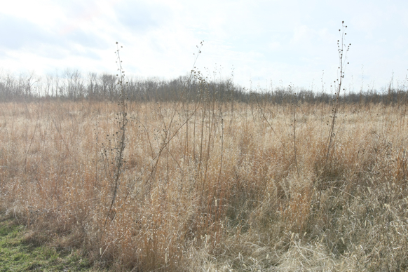 Full Size Image = 2179 K