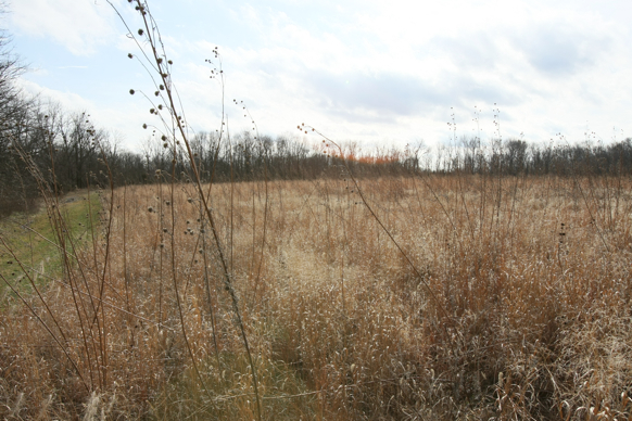 Full Size Image = 2186 K