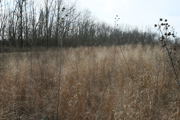 Full Size Image = 2374 K