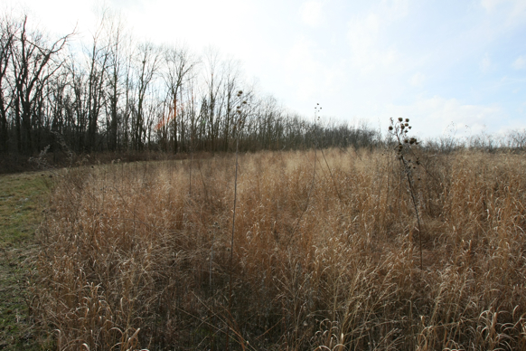 Full Size Image = 2167 K