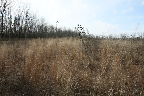 Full Size Image = 2215 K