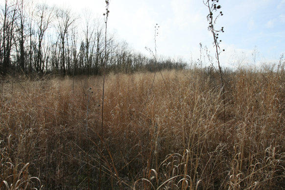 Full Size Image = 2245 K