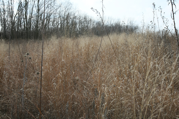 Full Size Image = 2331 K