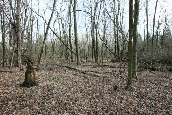 Full Size Image = 2933 K