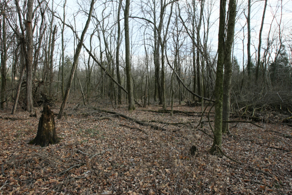 Full Size Image = 2811 K