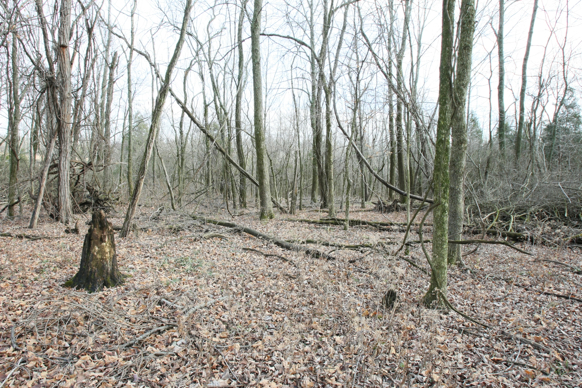 Full Size Image = 2961 K