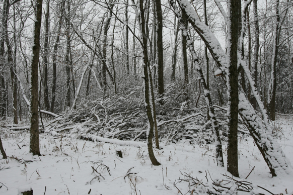 Full Size Image = 2915 K