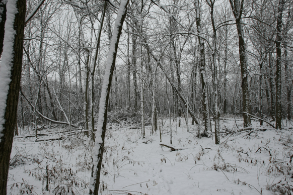 Full Size Image = 3110 K