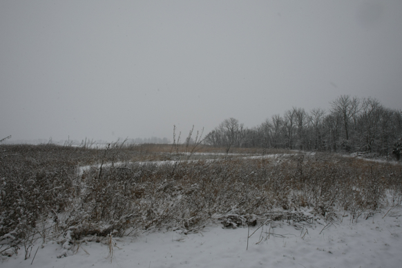 Full Size Image = 1724 K