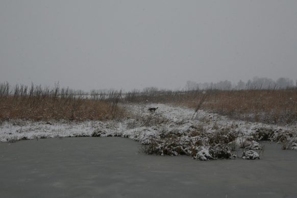 Full Size Image = 1505 K