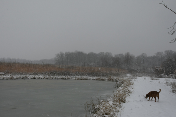 Full Size Image = 1373 K