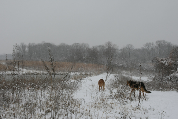 Full Size Image = 1908 K