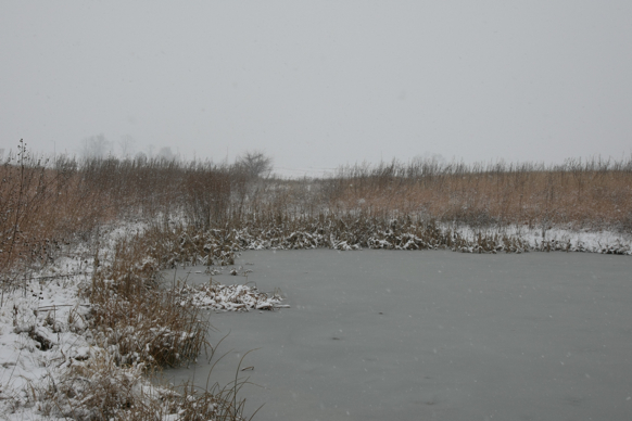 Full Size Image = 1670 K