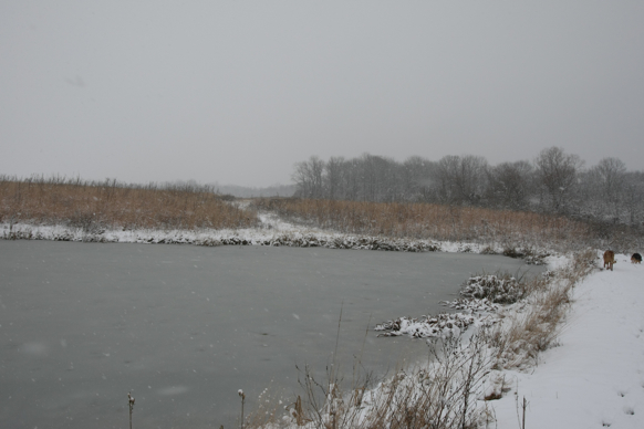 Full Size Image = 1448 K