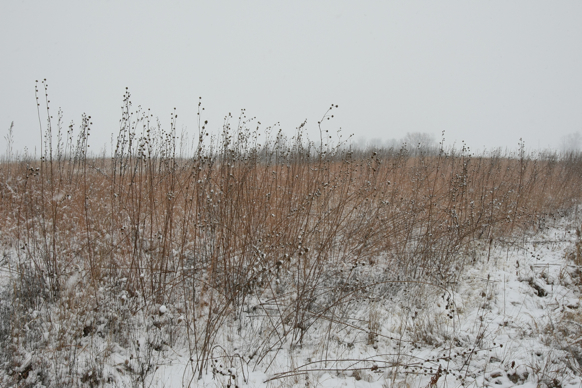 Full Size Image = 2571 K