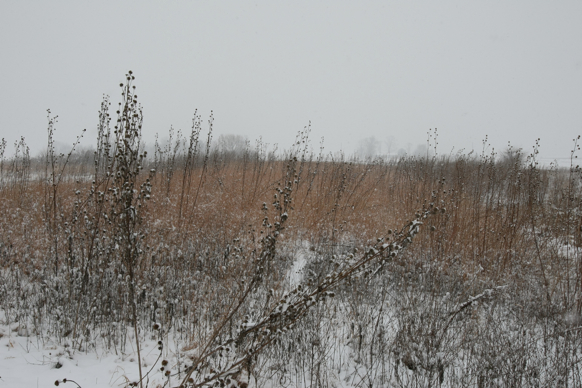 Full Size Image = 2419 K