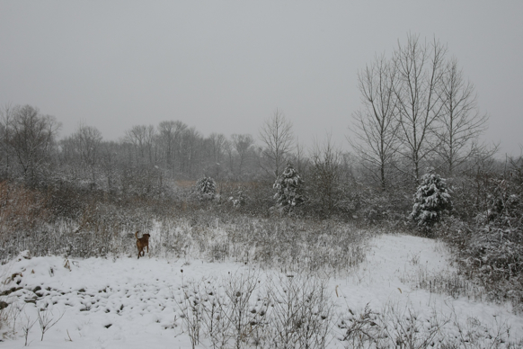 Full Size Image = 2043 K