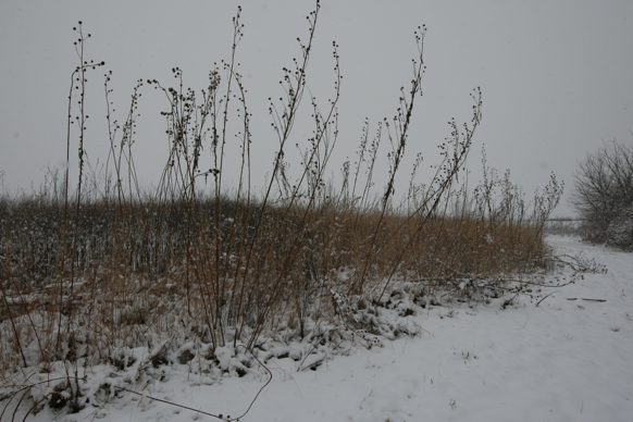 Full Size Image = 1913 K