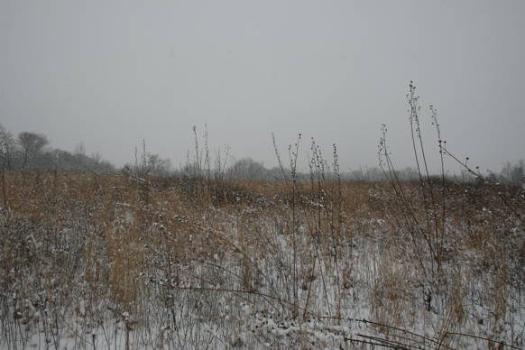 Full Size Image = 2180 K