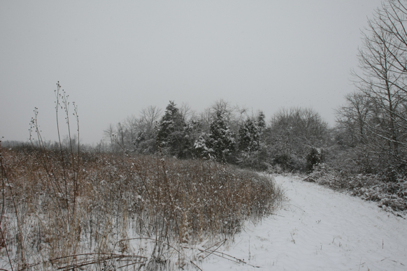 Full Size Image = 2174 K